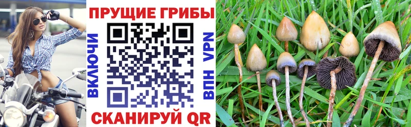 ссылка на мегу вход Венёв Галлюциногенные грибы ЛСД
